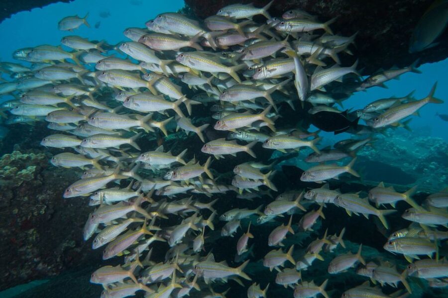 Maui: Beginner Discovery Scuba Dive Excursion from Lahaina - Scheduling, cancellation, and the flight rule