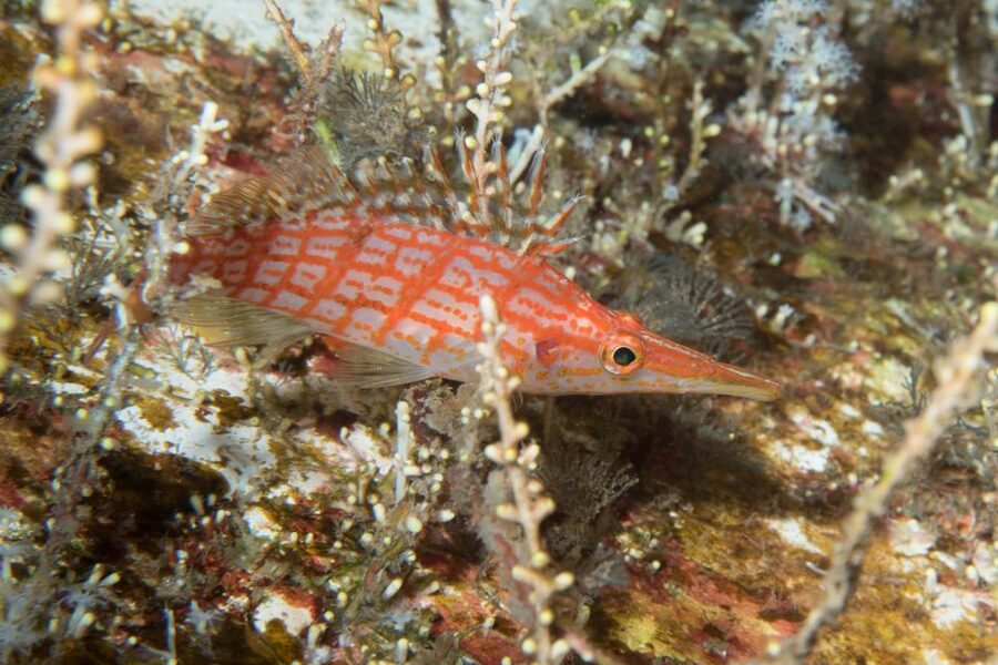 Maui: Beginner Discovery Scuba Dive Excursion from Lahaina - What this Maui scuba session is really like