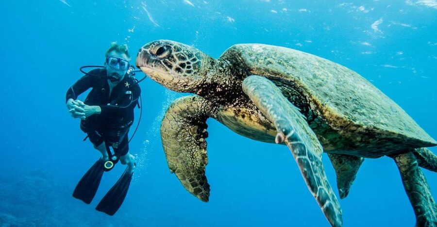 Maui: Beginner Discovery Scuba Dive Excursion from Lahaina - Suiting up and learning the essential skills