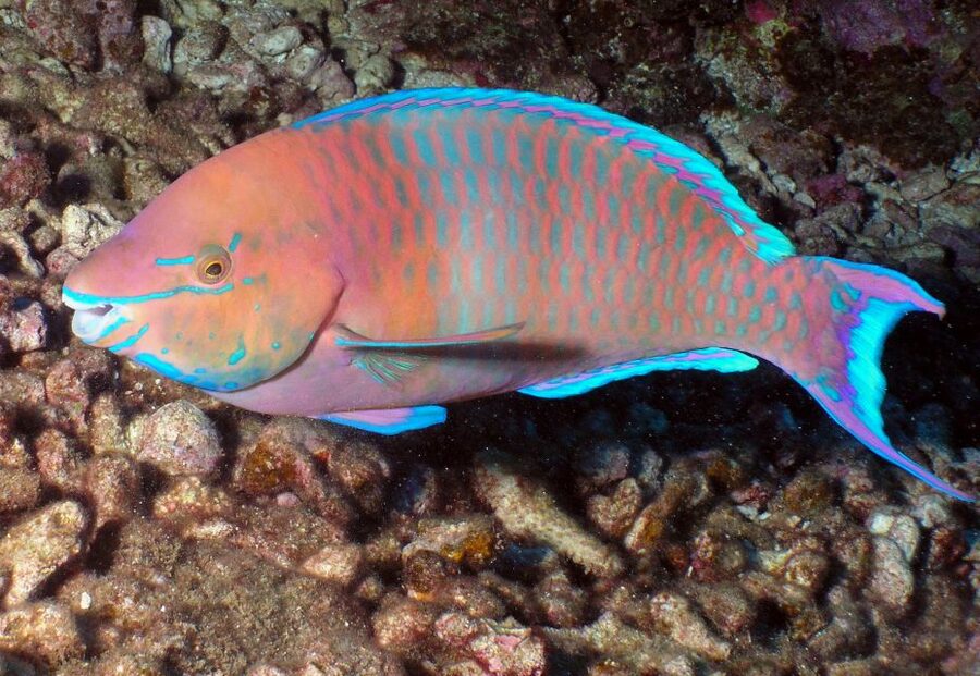 Maui: Beginner Discovery Scuba Dive Excursion from Lahaina - Entering Maui’s shallow coastal water