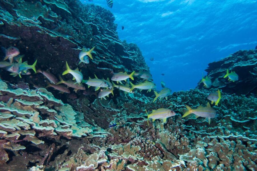 Maui: Beginner Discovery Scuba Dive Excursion from Lahaina - Reef fish, coral, rays, and possible turtles