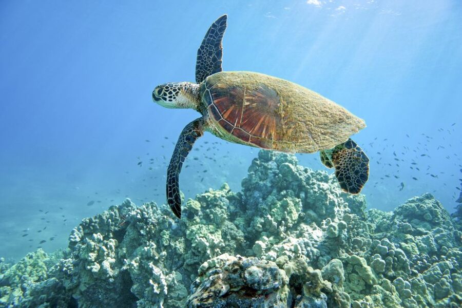 Maui: Beginner Discovery Scuba Dive Excursion from Lahaina - What to bring and what to know before the beach
