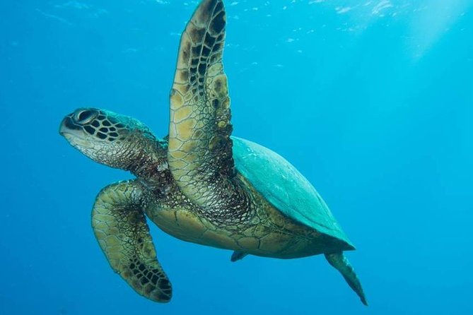 Maui Certified Shore Diving from Lahaina - Key points for your Maui shore scuba outing