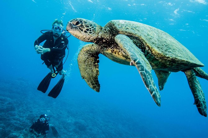 Maui Certified Shore Diving from Lahaina - What this Lahaina shore experience is really like