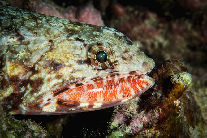 Maui Certified Shore Diving from Lahaina - Why the four-person limit matters
