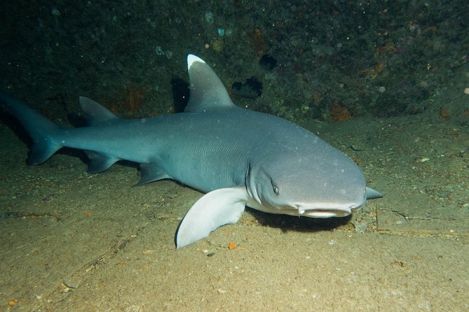 Maui Certified Shore Diving from Lahaina - The marine life you may encounter