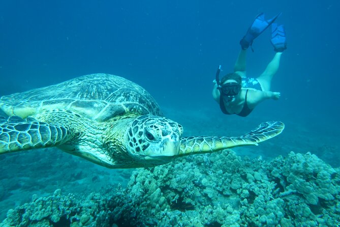 Maui Clear Kayak and Snorkel Tour: Swim with turtles (Makena) - What the three hours really include