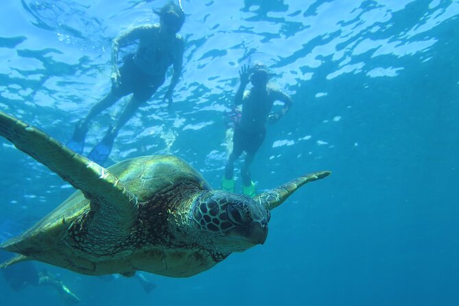 Maui Clear Kayak and Snorkel Tour: Swim with turtles (Makena) - Who should book this Makena tour