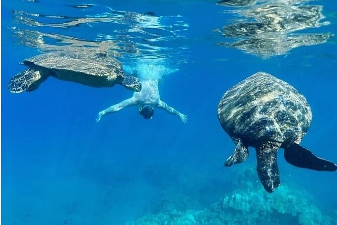 Maui Clear Kayak and Snorkel Tour: Swim with turtles (Olowalu) - Choosing the optional snorkel stop