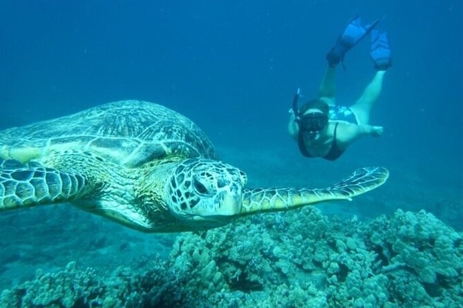 Maui Clear Kayak and Snorkel Tour: Swim with turtles (Olowalu) - How to prepare for the three-hour outing