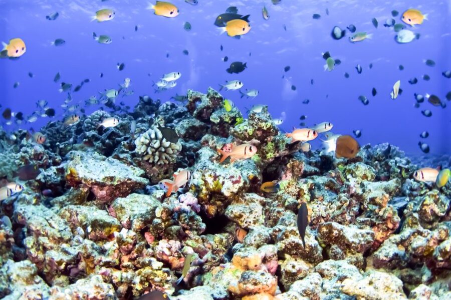 Maui: Eco-Friendly Molokini & Turtle Town Tour with Meals - Key points to know before you book