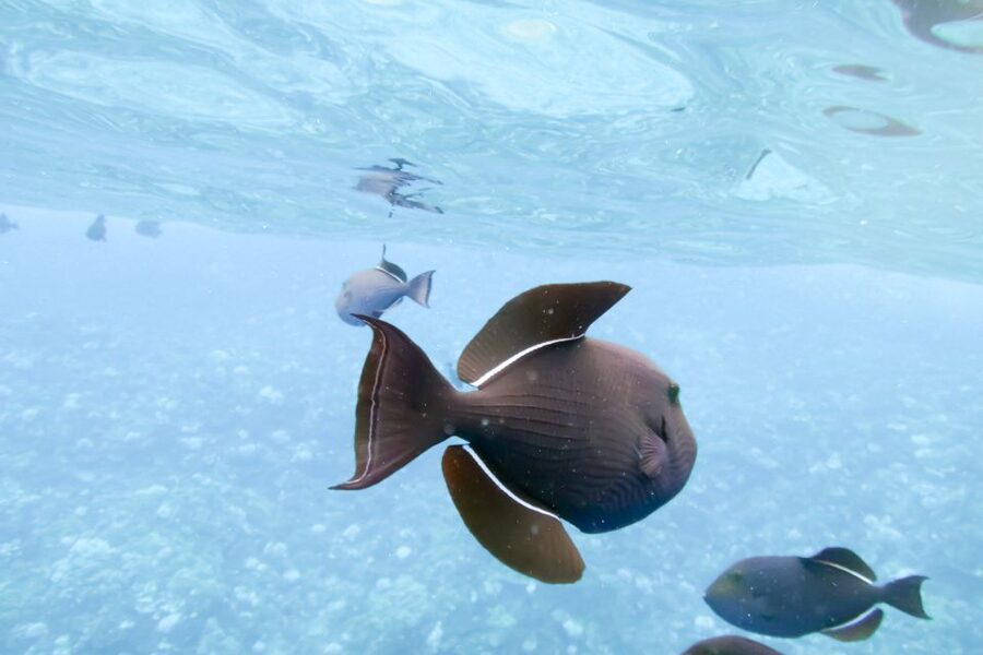 Maui: Eco-Friendly Molokini & Turtle Town Tour with Meals - Useful extras and costs to consider