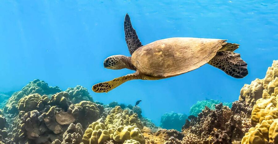Maui: Eco-Friendly Molokini & Turtle Town Tour with Meals - Breakfast first, then the boat ride to Molokini