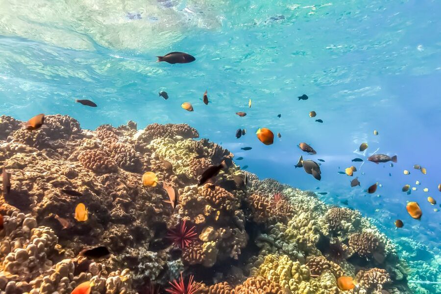 Maui: Eco-Friendly Molokini & Turtle Town Tour with Meals - Molokini snorkeling: coral, fish, and clear water
