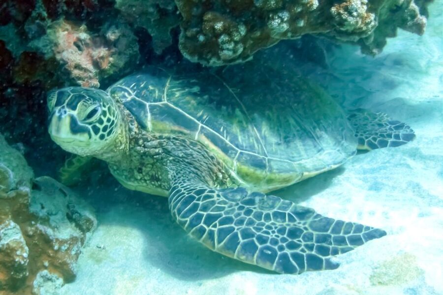 Maui: Eco-Friendly Molokini & Turtle Town Tour with Meals - Turtle Arches and the search for sea turtles