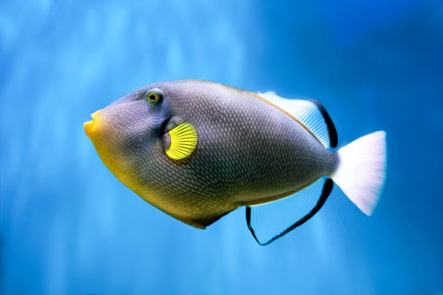 Maui: Eco-Friendly Molokini & Turtle Town Tour with Meals - Meals and drinks that make the price easier to judge