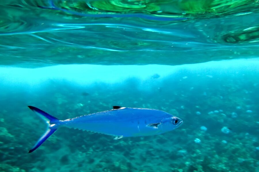 Maui: Eco-Friendly Molokini & Turtle Town Tour with Meals - An eco-friendly program with a teaching focus