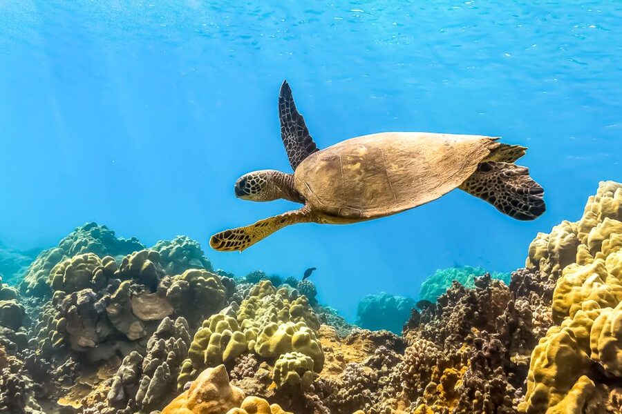 Maui: Eco-Friendly Molokini & Turtle Town Tour with Meals - Leaving Maalaea Harbor without morning confusion