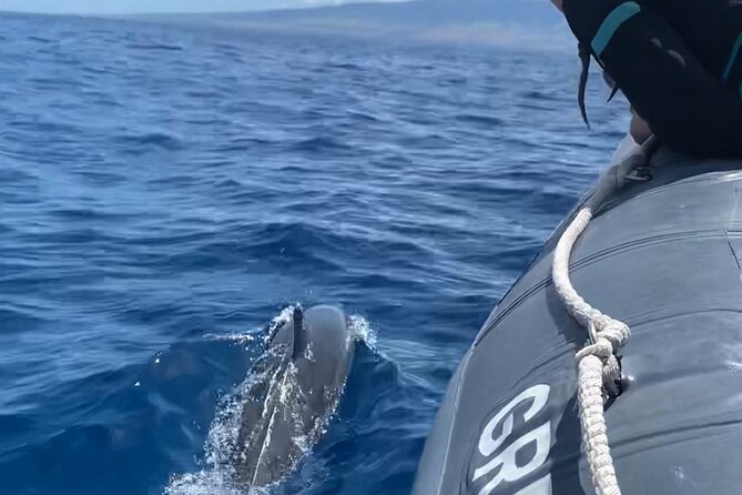 Maui Eco-Raft: 2 Hour Dolphin Watch Sightsee Tour (Semi-Private) - Key points before you book
