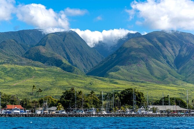 Maui Eco-Raft: 2 Hour Dolphin Watch Sightsee Tour (Semi-Private) - Marine life beyond the headline animal