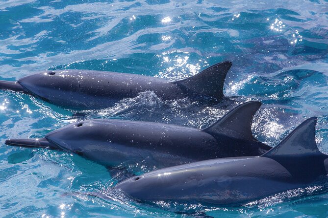 Maui Eco-Raft: 2 Hour Dolphin Watch Sightsee Tour (Semi-Private) - Snacks, drinks, and the optional lunch