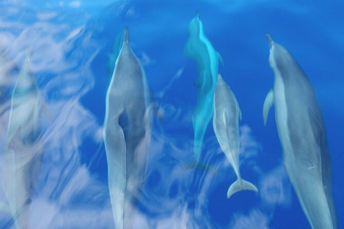 Maui Eco-Raft: 2 Hour Dolphin Watch Sightsee Tour (Semi-Private) - Why the guides matter on a two-hour trip