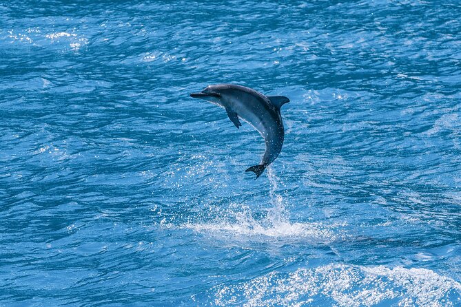 Maui Eco-Raft: 2 Hour Dolphin Watch Sightsee Tour (Semi-Private) - How the price fits the experience