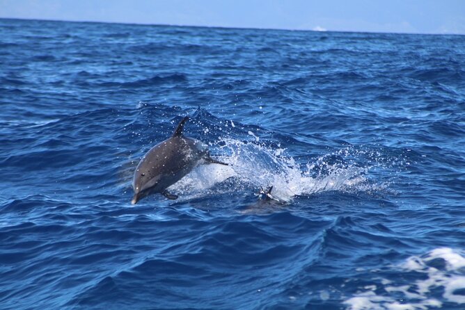 Maui Eco-Raft: 2 Hour Dolphin Watch Sightsee Tour (Semi-Private) - Searching for dolphins near West Maui and Lanai