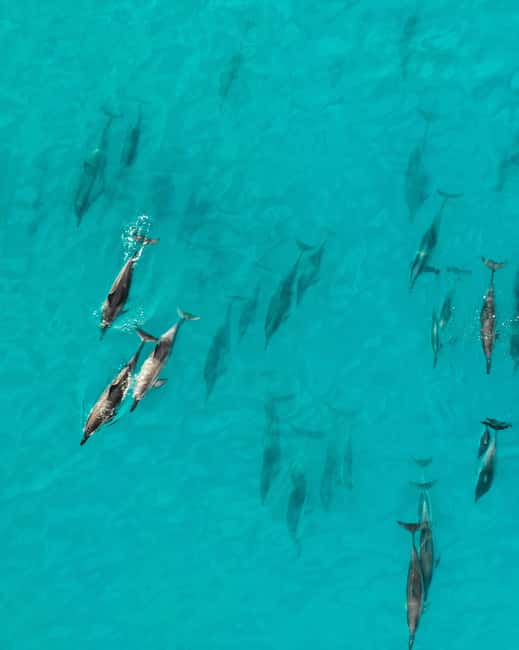 Maui: Eco-Raft Dolphin Watch Tour with Snacks - A good Maui ocean trip for non-swimmers