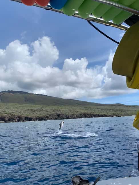 Maui: Eco-Raft Dolphin Watch Tour with Snacks - What you will see, and what you may not