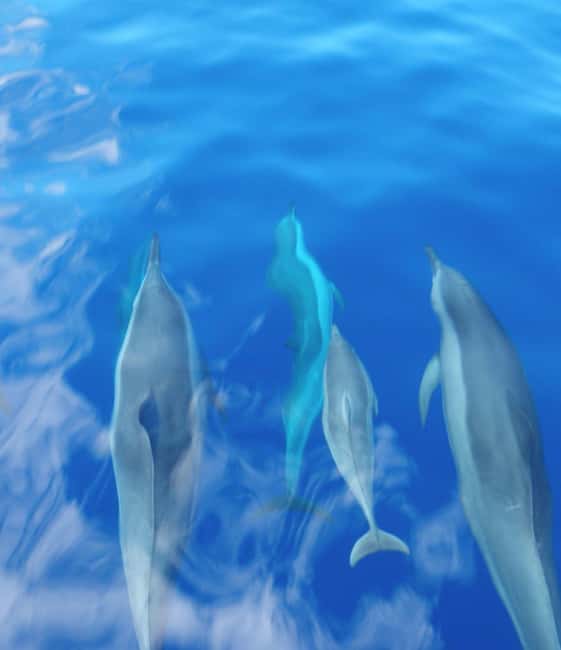 Maui: Eco-Raft Dolphin Watch Tour with Snacks - The Lahaina meeting point requires careful planning