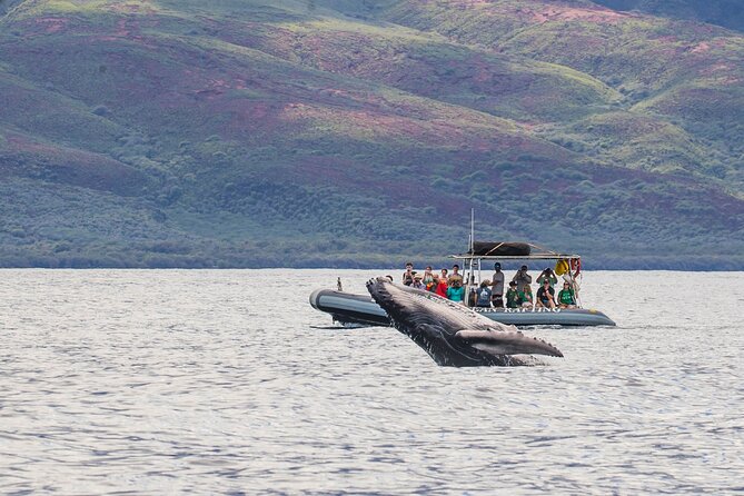 Maui Eco-Raft Tour: Eye-Level Whale or Dolphin Watching - Lahaina - Key points to know before you book