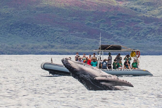 Maui Eco-Raft Tour: Eye-Level Whale or Dolphin Watching - Lahaina - Why the low raft changes the whale-watching experience