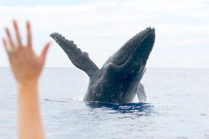 Maui Eco-Raft Tour: Eye-Level Whale or Dolphin Watching - Lahaina - What the two-and-a-half-hour outing feels like