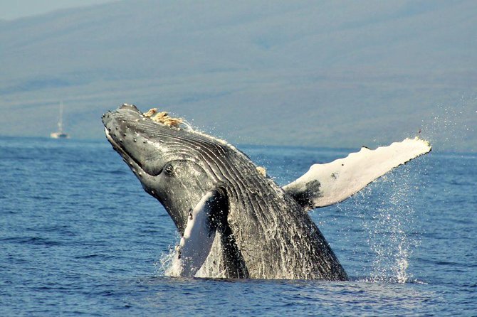 Maui Eco-Raft Tour: Eye-Level Whale or Dolphin Watching - Lahaina - Group size, seating, and comfort