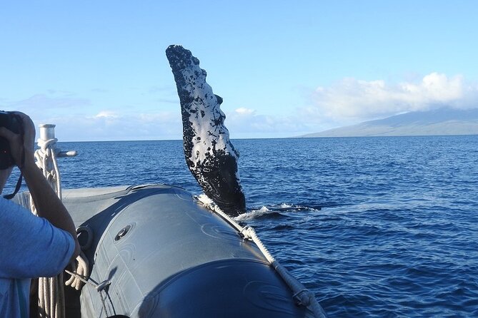 Maui Eco-Raft Tour: Eye-Level Whale or Dolphin Watching - Lahaina - Getting to 1223 Front Street in Lahaina