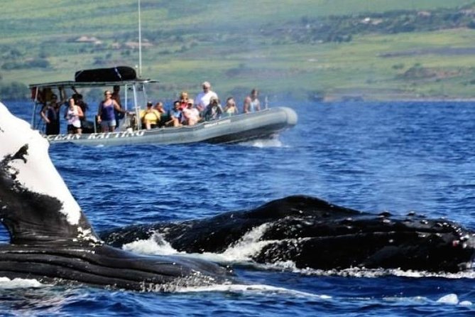 Maui Eco-Raft Tour: Eye-Level Whale or Dolphin Watching – Lahaina