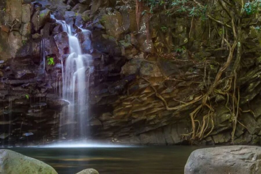 Maui: Guided Rainforest and Waterfall Walk & Swim - One Waterfall or Two?