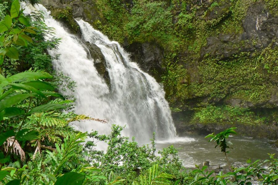 Maui: Guided Rainforest and Waterfall Walk & Swim - Reading Maui’s Forest With a Local Guide