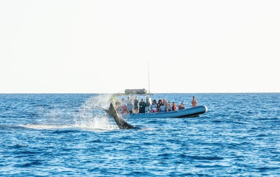 Maui: Guided Whale Watching Tour on Eco Raft - Why the small raft changes whale watching