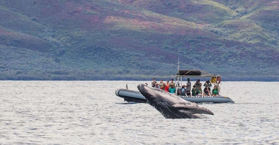 Maui: Guided Whale Watching Tour on Eco Raft - Should you book the $96 whale tour?