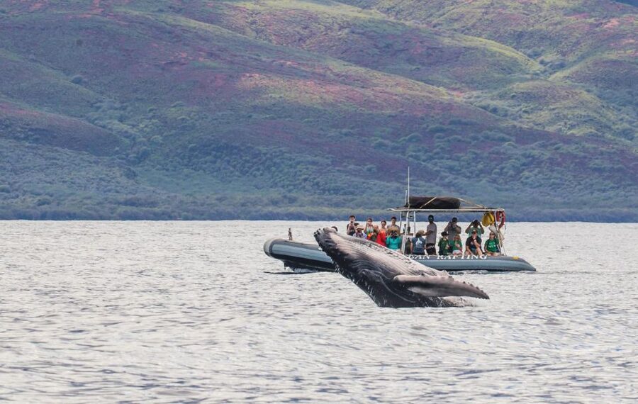 Maui: Guided Whale Watching Tour on Eco Raft - Leaving from 1223 Front Street in Lahaina