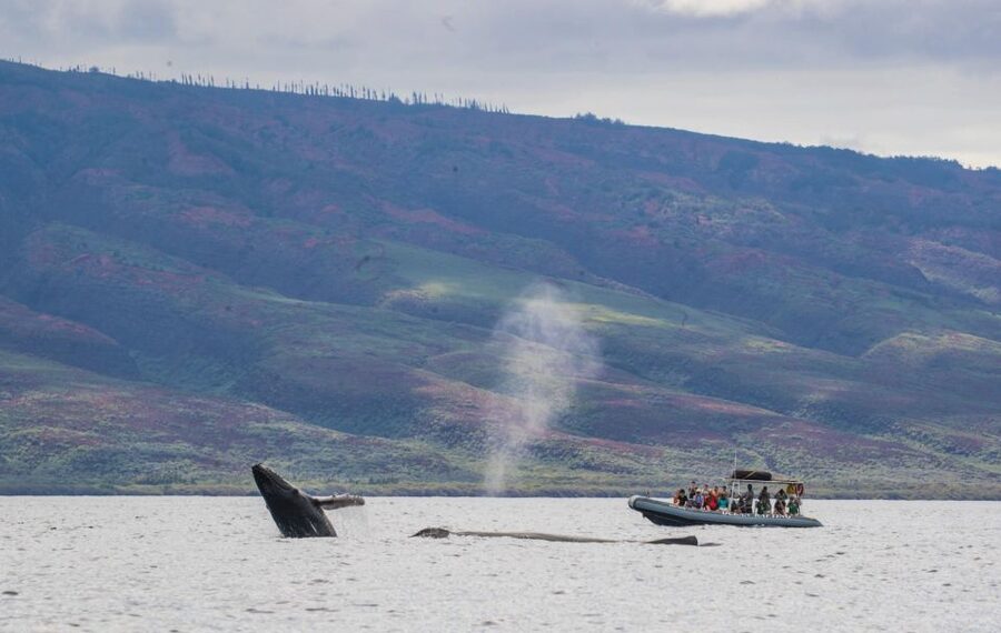 Maui: Guided Whale Watching Tour on Eco Raft - Listening to whale calls through the hydrophone