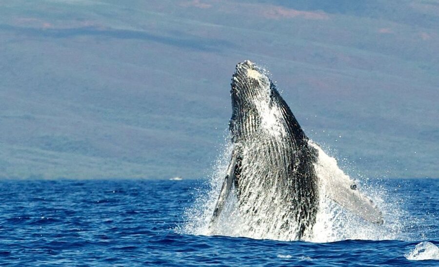 Maui: Guided Whale Watching Tour on Eco Raft - Snacks, drinks, and the family-style feel