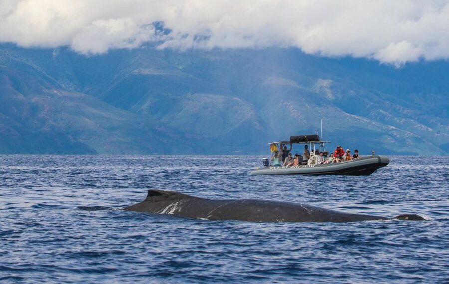Maui: Guided Whale Watching Tour on Eco Raft - How the ride feels in real conditions