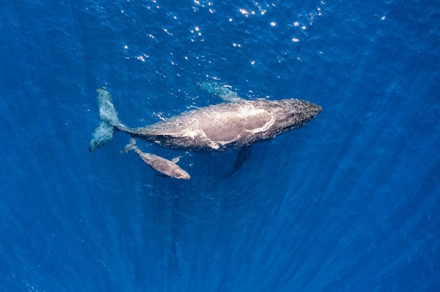 Maui: Guided Whale Watching Tour on Eco Raft - Who will get the most from this tour