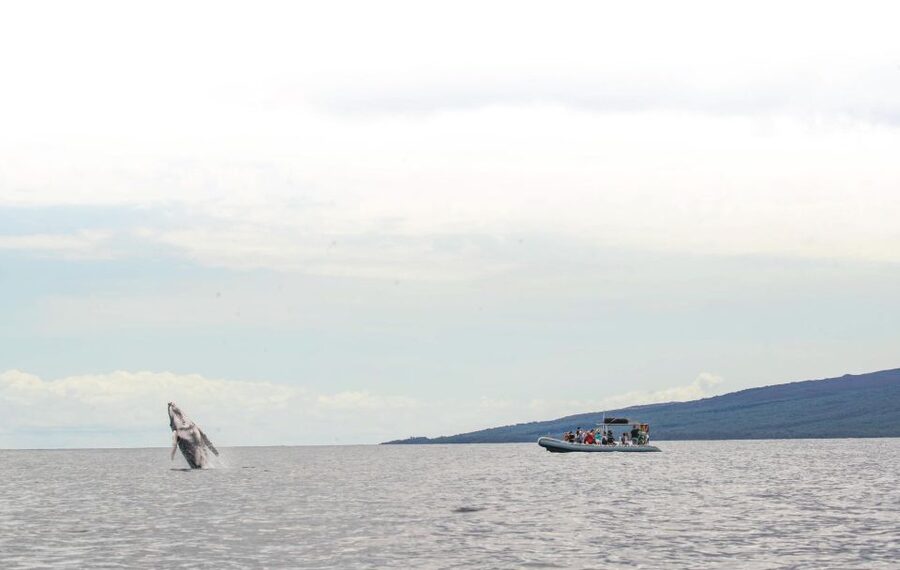 Maui: Guided Whale Watching Tour on Eco Raft - The first 15 minutes on the water