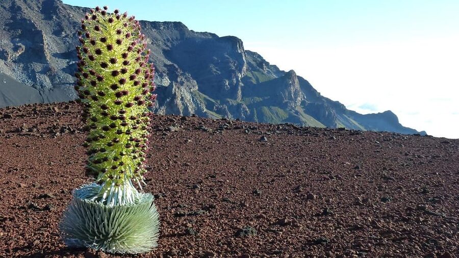 Maui: Haleakala Sunrise Tour with Pick-up - Comfort, accessibility, and what to bring