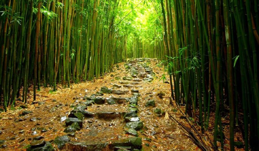 Maui: Hana Hiking Tour with Lunch - Why the Hana Highway ride matters