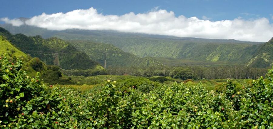 Maui: Hana Hiking Tour with Lunch - Seven Sacred Pools and Oheo Gulch